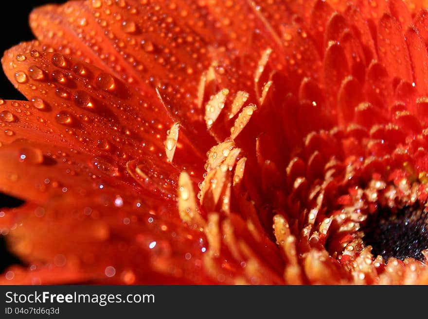 Orange gerbera