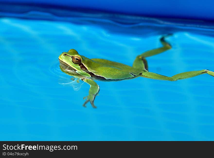 Tree-frog