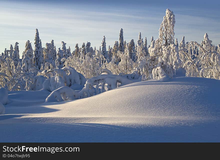 Northern Ural Mountains. Fantastic snow figures on trees. Frosty morning on border with Siberia. Northern Ural Mountains. Fantastic snow figures on trees. Frosty morning on border with Siberia.