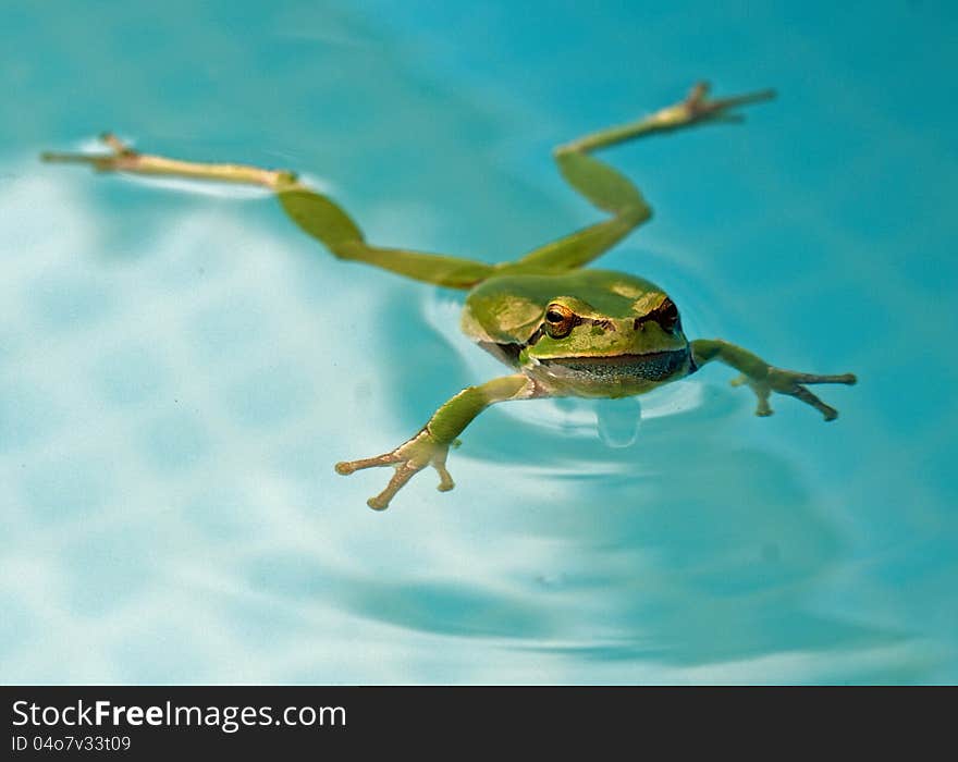 Tree-frog