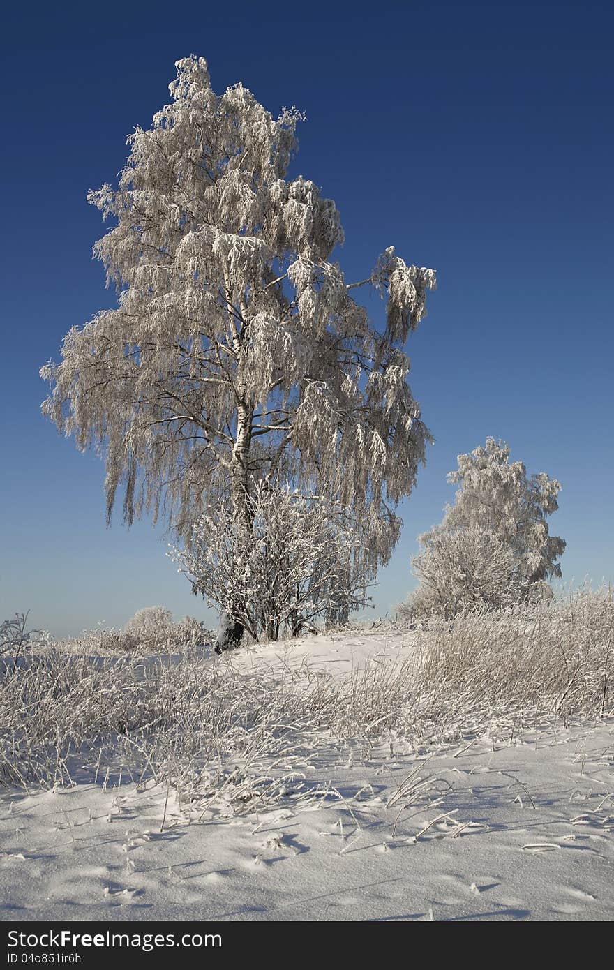 Northern Ural Mountains. Fantastic snow figures on trees. Frosty morning on border with Siberia. Northern Ural Mountains. Fantastic snow figures on trees. Frosty morning on border with Siberia.