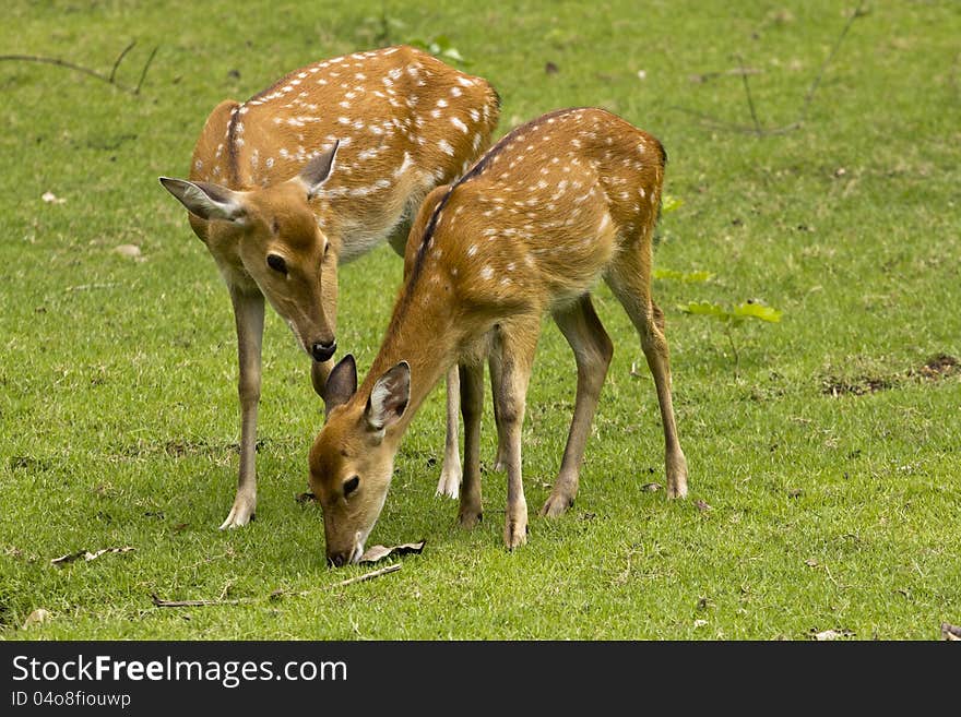 Mother deer and its fawn on green grass. Mother deer and its fawn on green grass