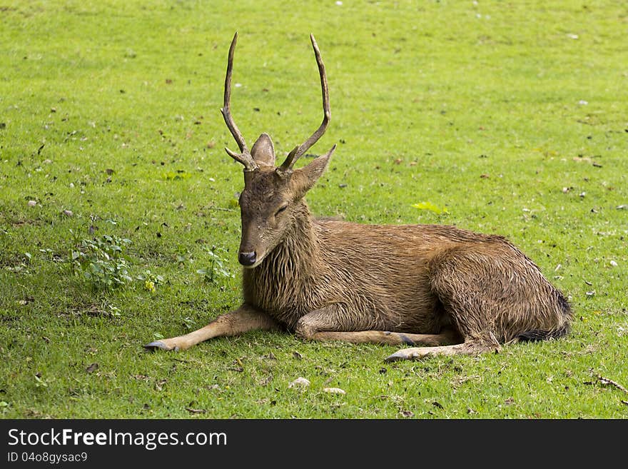 Mail Deer on the green grass