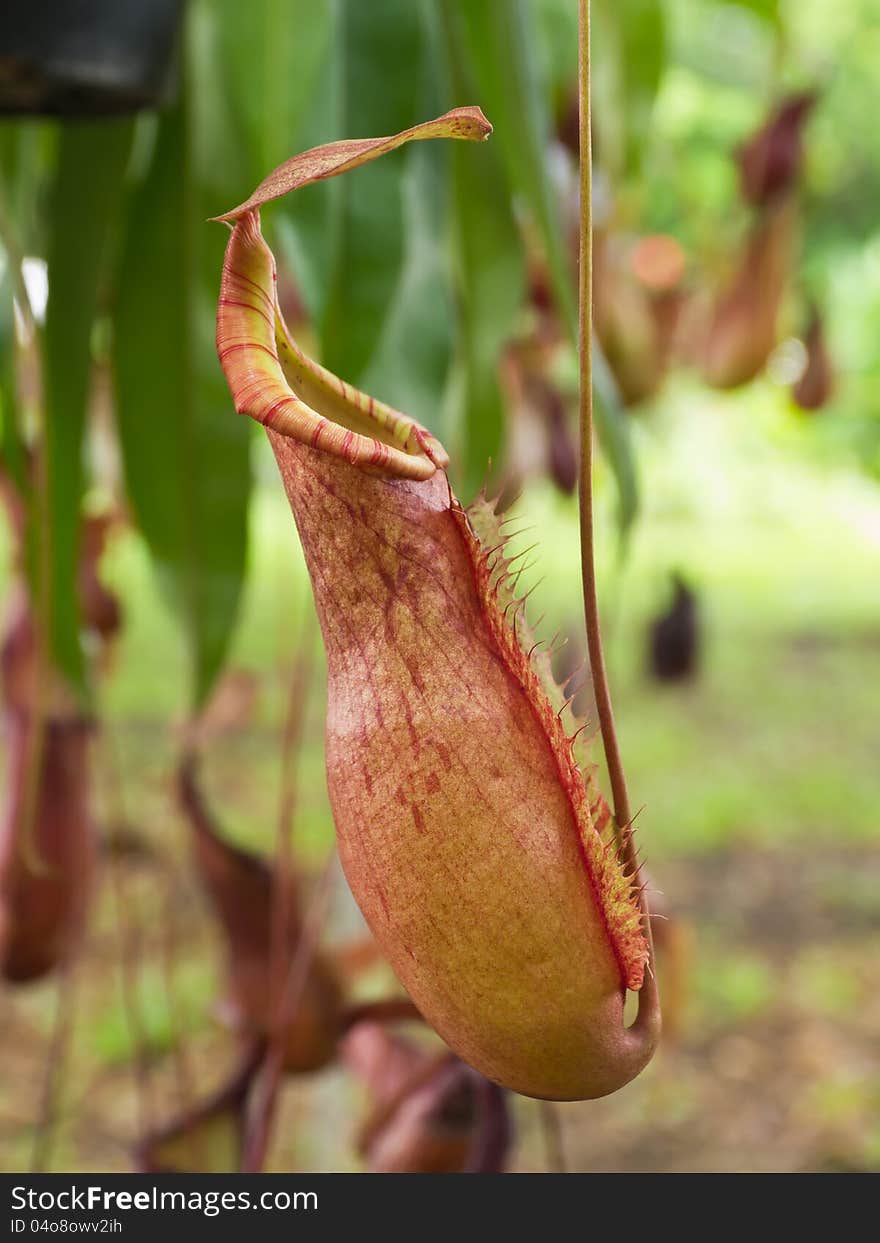 Tropical Pitcher Plants