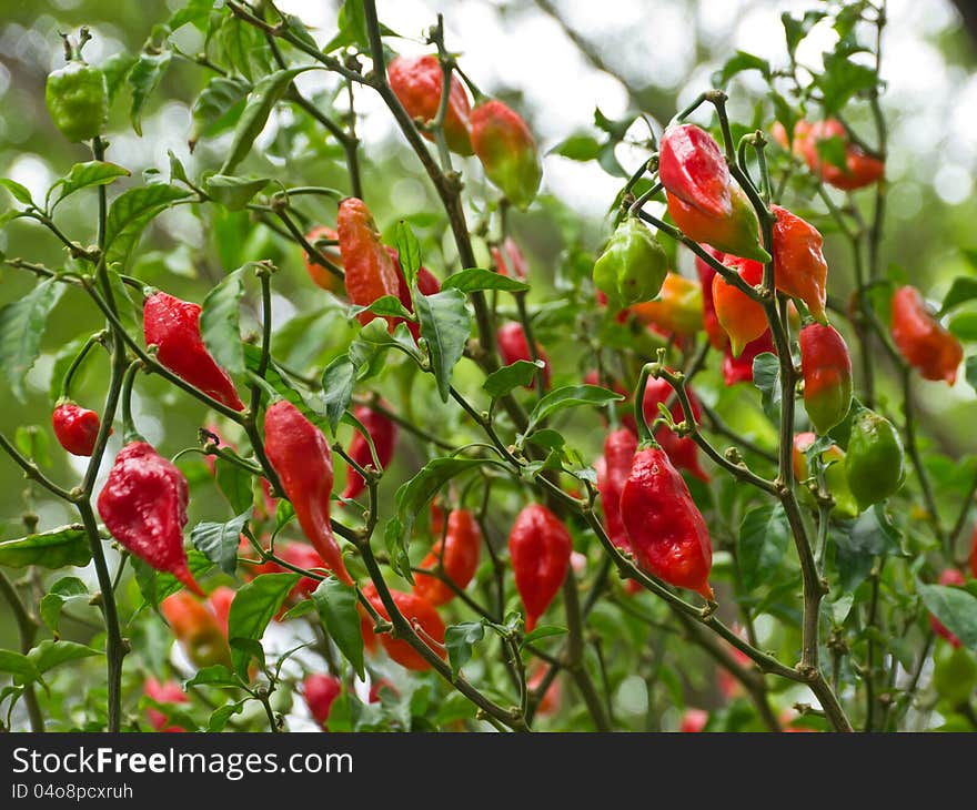 Chili tree, tropical plant in Thailand