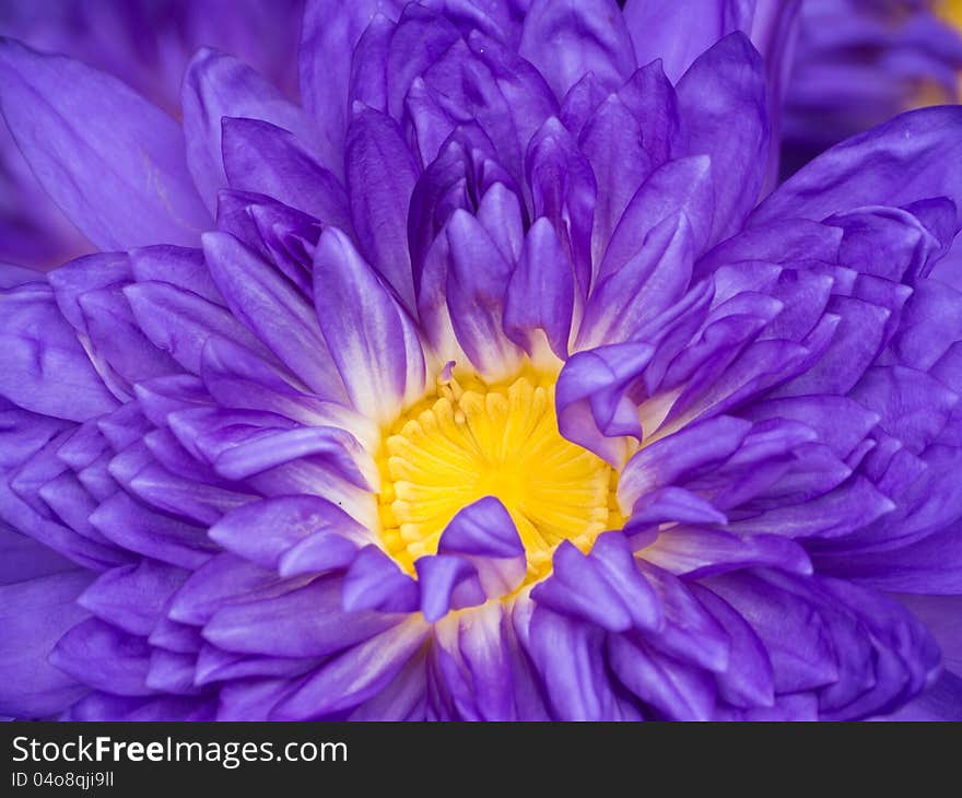 Close up purple water lily