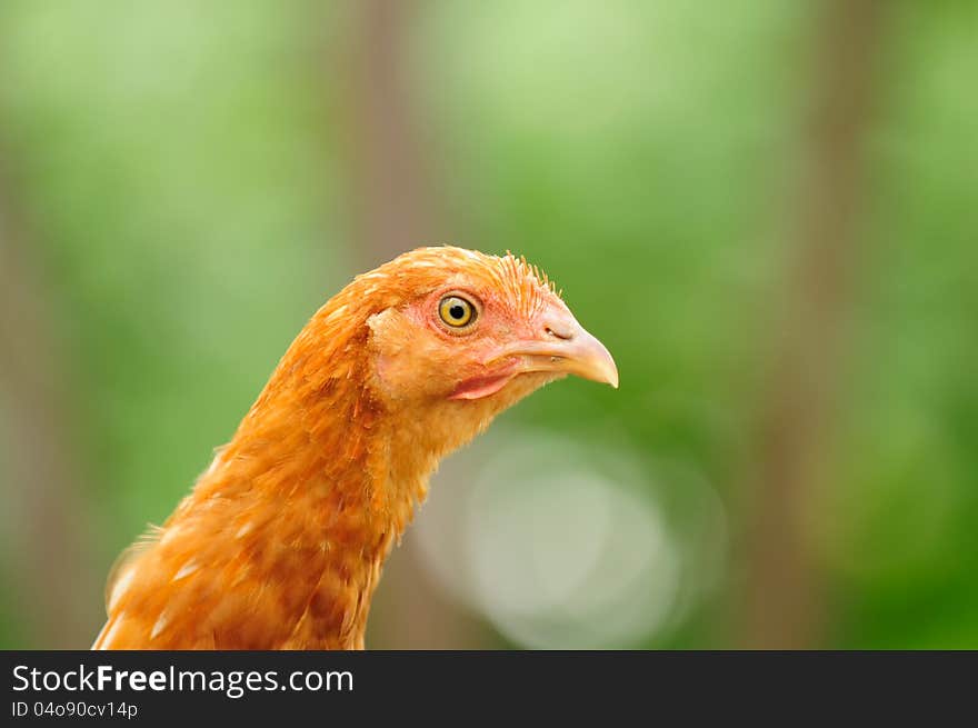 A young red chicken in profile looking at camera with curiosity