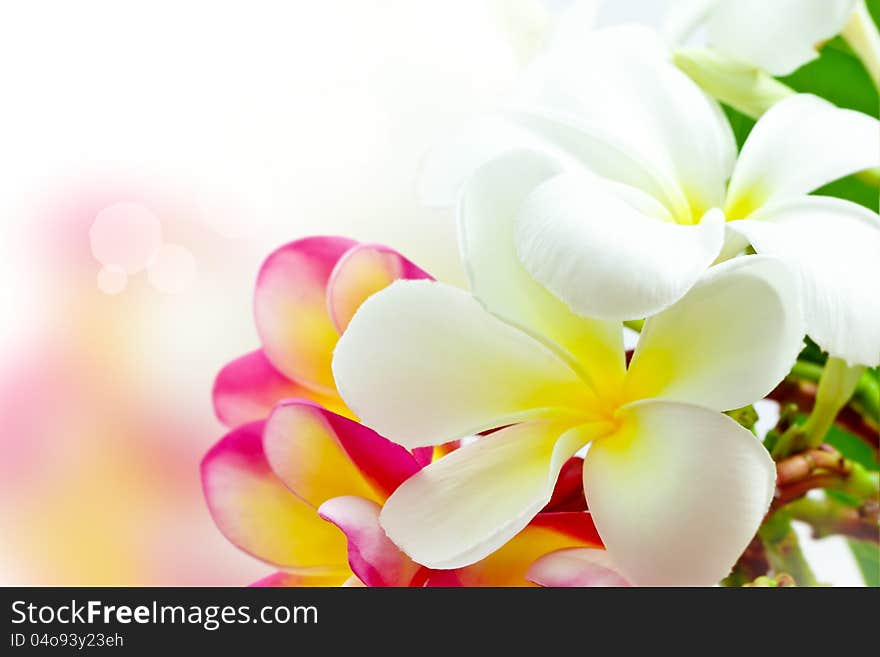 Frangipani flower colors