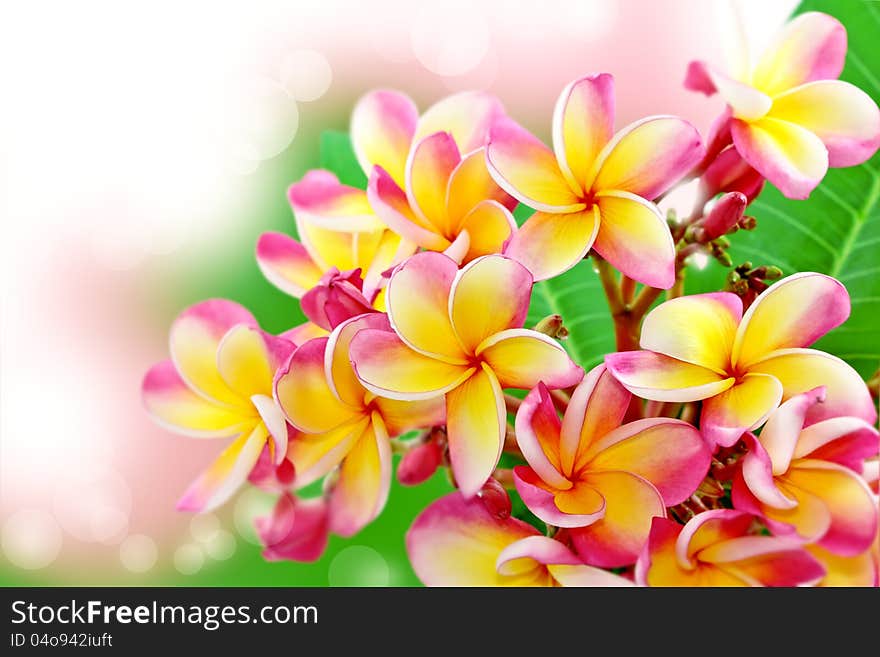 Frangipani flower background