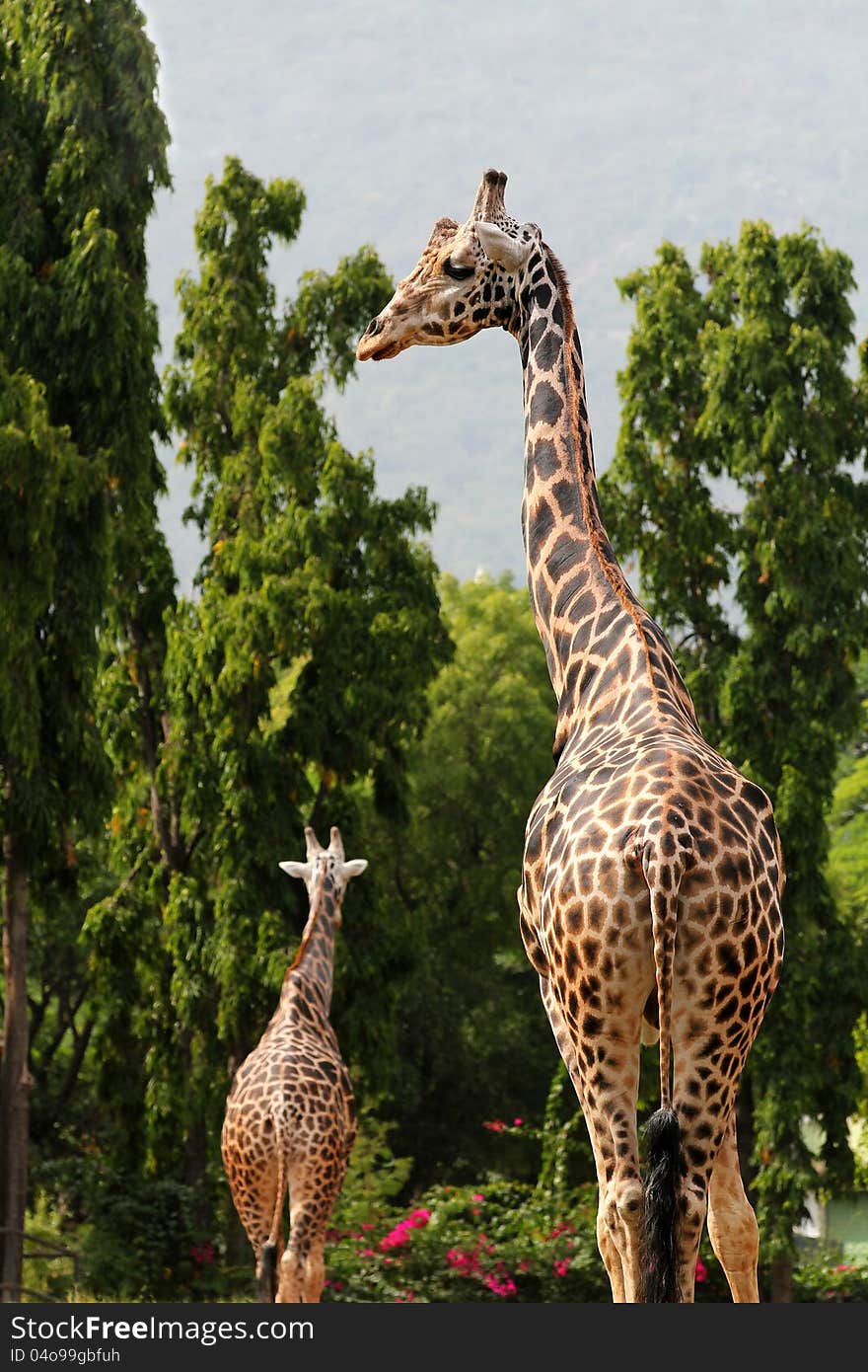 Two african origin giraffe standing in an enclosure at mysore zoo in India. They are scientifically known as Giraffa camelopardalis. These graceful & pretty animals are herbivores & love acacia leaves. Two african origin giraffe standing in an enclosure at mysore zoo in India. They are scientifically known as Giraffa camelopardalis. These graceful & pretty animals are herbivores & love acacia leaves