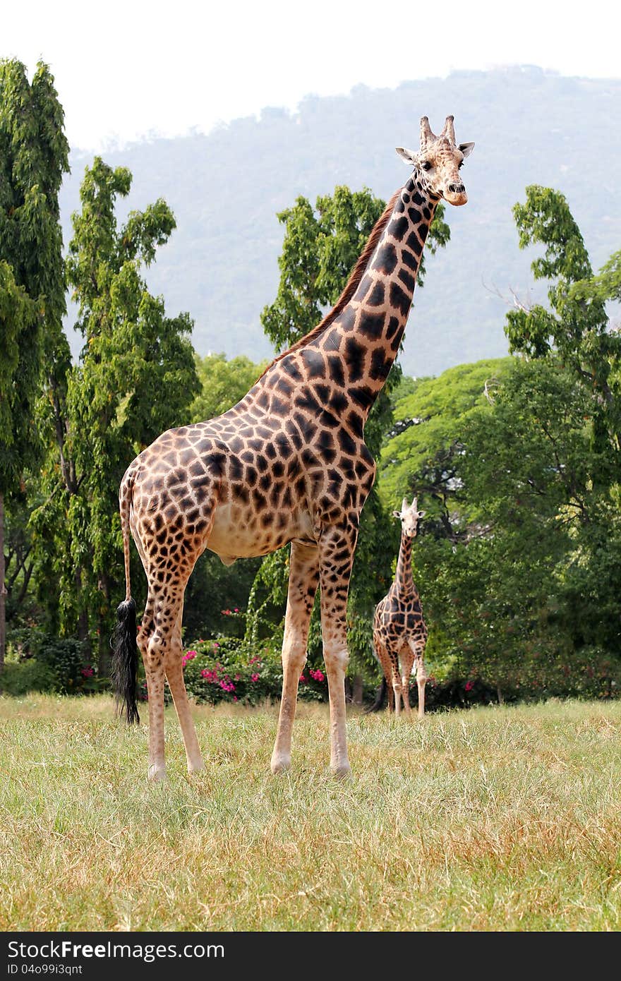 Two african origin giraffe standing in an enclosure at mysore zoo in India. They are scientifically known as Giraffa camelopardalis. These graceful & pretty animals are herbivores & love acacia leaves. Two african origin giraffe standing in an enclosure at mysore zoo in India. They are scientifically known as Giraffa camelopardalis. These graceful & pretty animals are herbivores & love acacia leaves