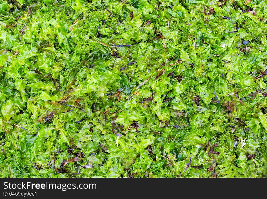 Dried And Fresh Seaweed As Background