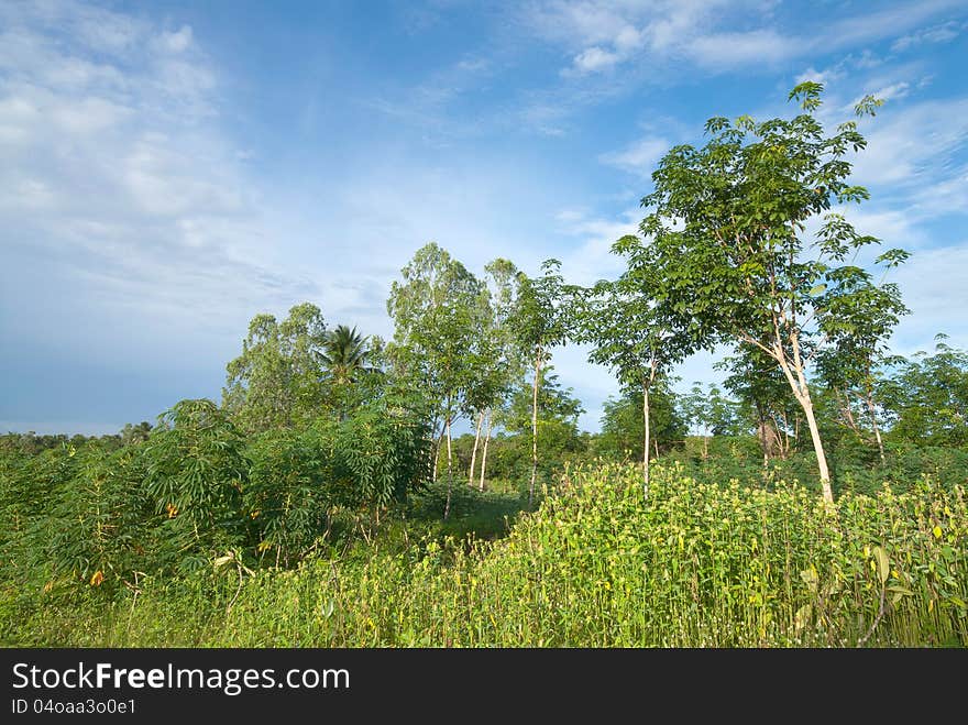 Landscape forest at country of thailand