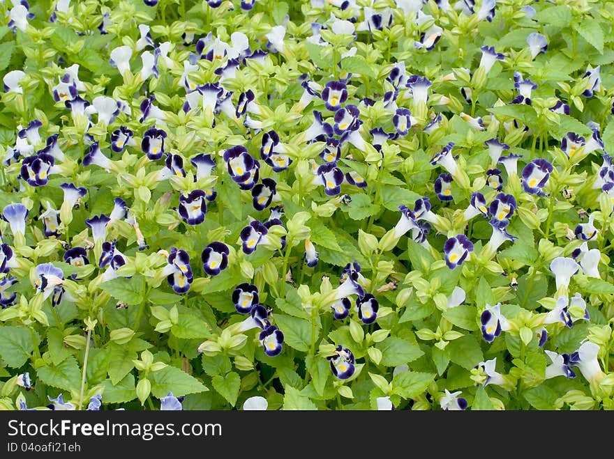 Beautiful wishbone flower at garden