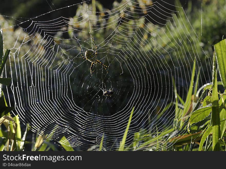 Spider in a Dew Covered Web