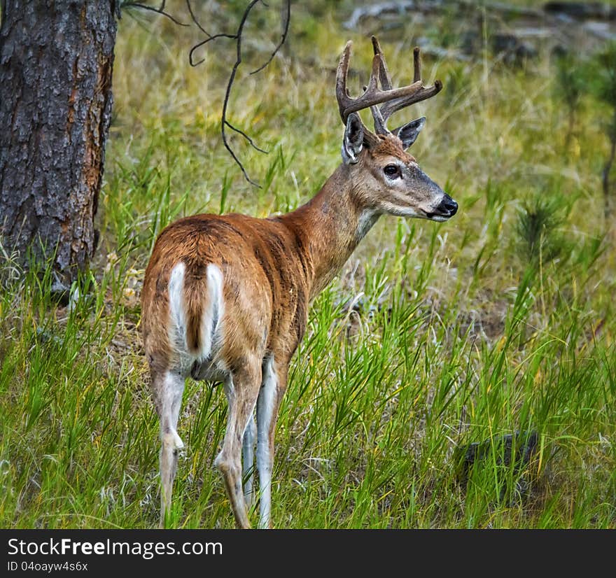 Male Whitetail Deer