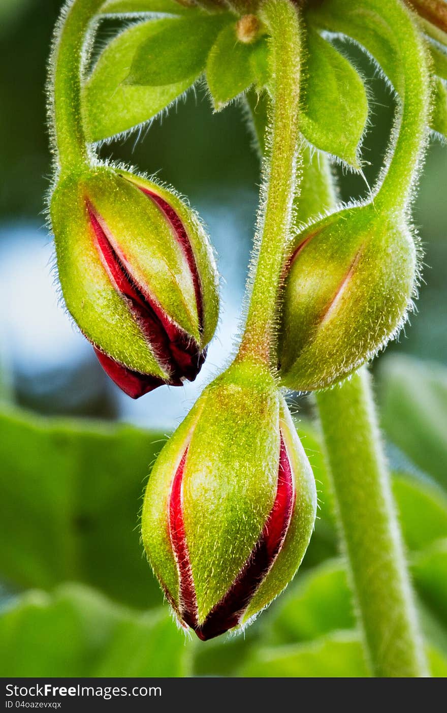 Close-up of red geranium bulbs.