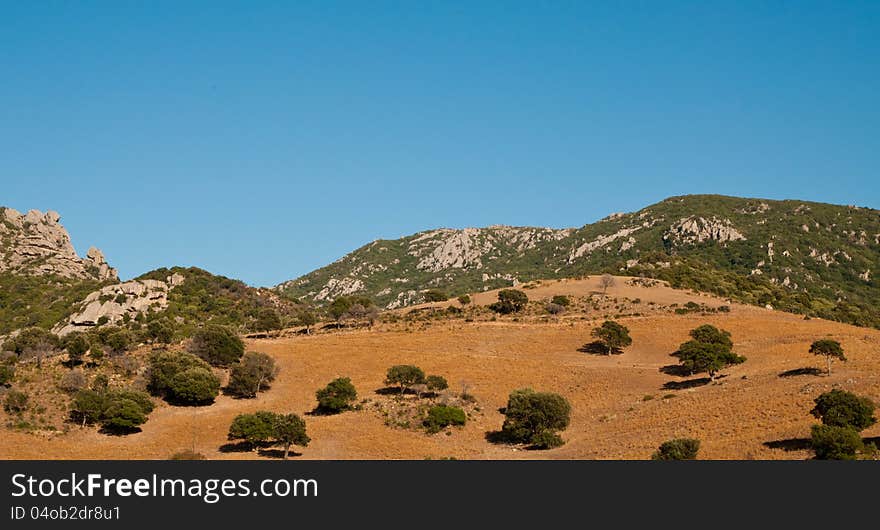 Oak Trees In Corsica