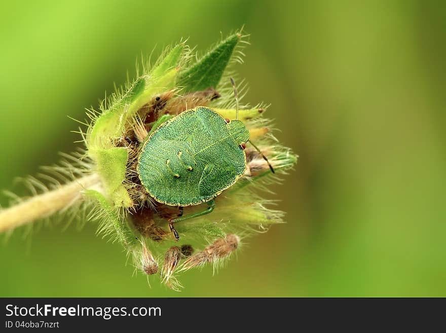 Nymph of the common green shield bug on a field scabious flower. Nymph of the common green shield bug on a field scabious flower.