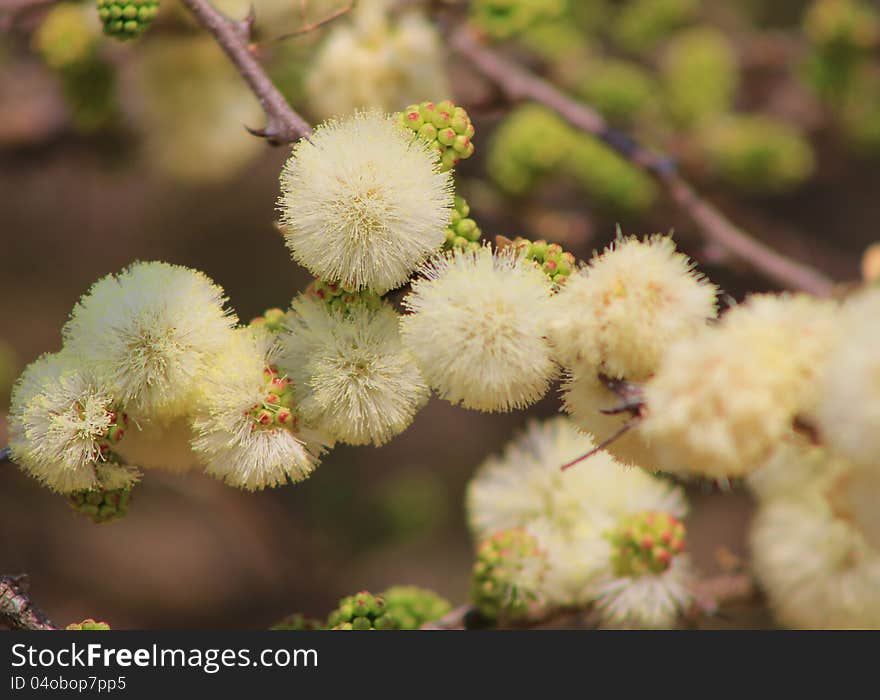 Flowers, Wild, Blackthorn -African Spring Blossoms