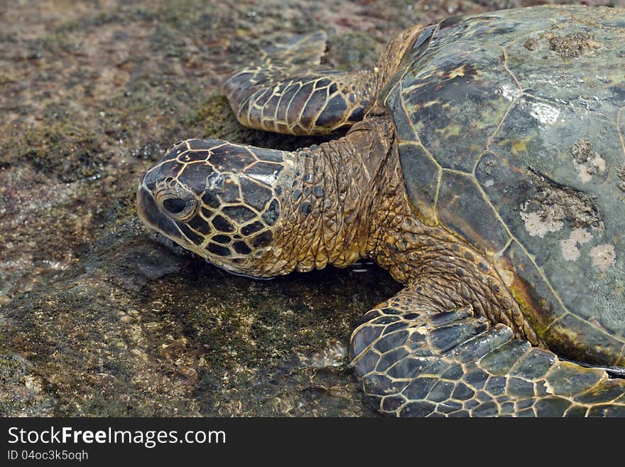 Green Hawaiian Sea Turtle on the beach. Green Hawaiian Sea Turtle on the beach