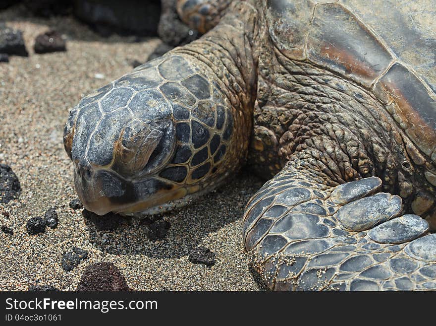 Green Hawaiian Sea Turtle on the beach. Green Hawaiian Sea Turtle on the beach