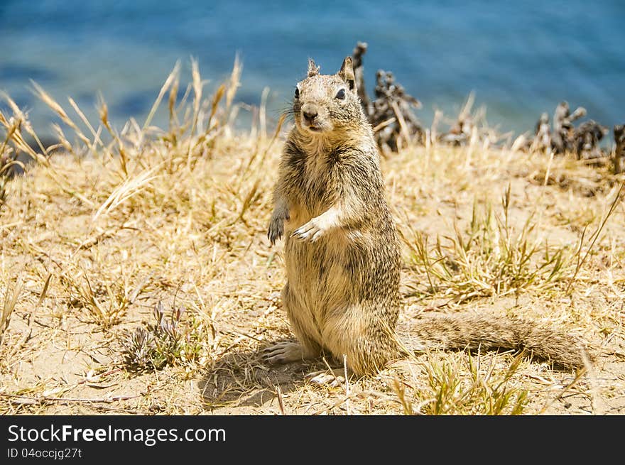 California ground squirrel posing for the camera near Morro Bay, California, USA.