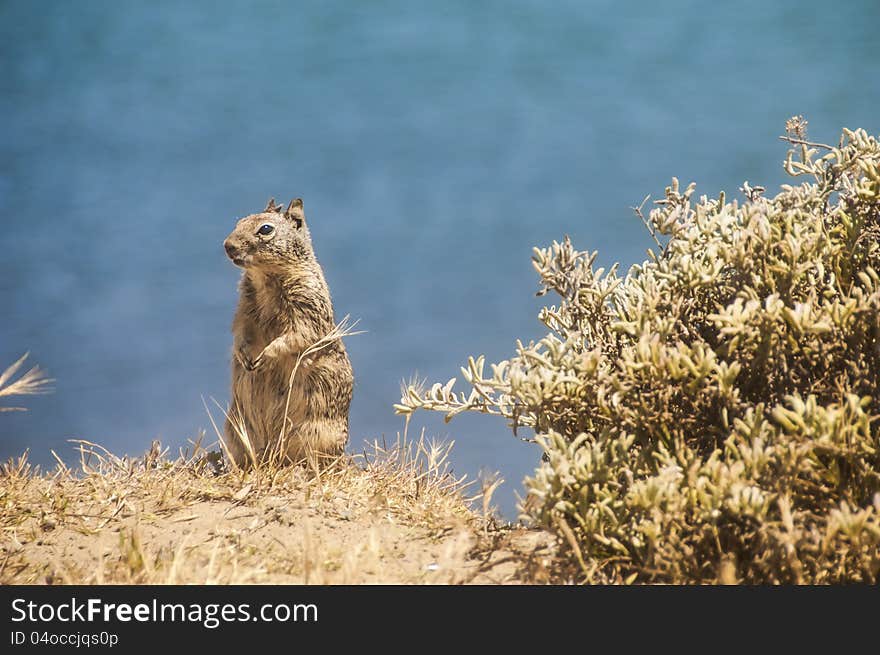 California ground squirrel posing for the camera near Morro Bay, California, USA.