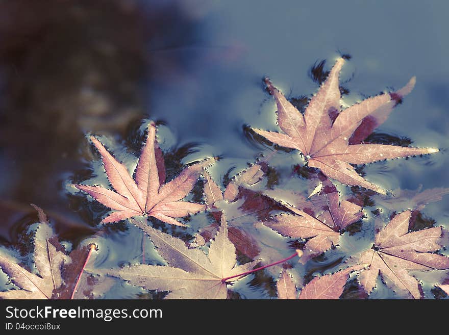 Red autumnal maple leafs in blue water; focus on front leafs. Red autumnal maple leafs in blue water; focus on front leafs