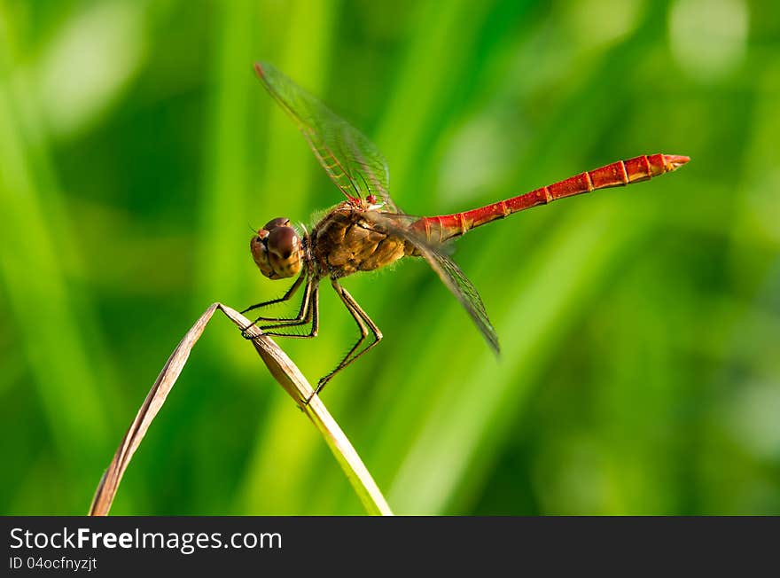 A red beautiful dragonfly in a moment of relax on a dry leaf. A red beautiful dragonfly in a moment of relax on a dry leaf