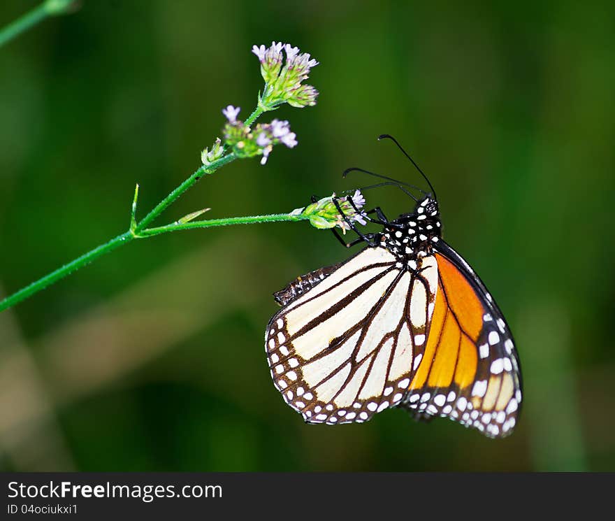 A Monarch butterfly feeding on a wildflower.