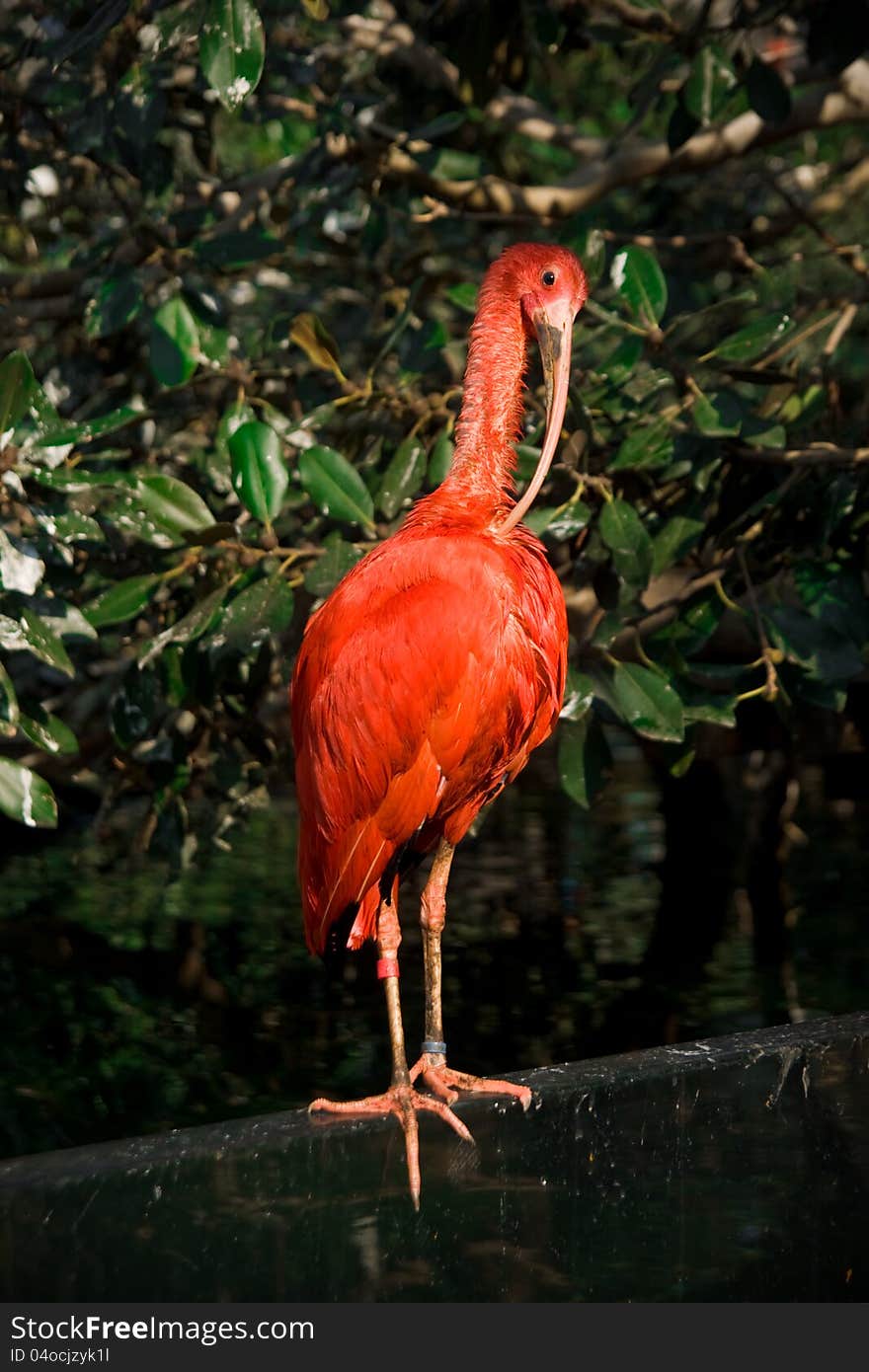 Scarlet ibis on magnolia green background