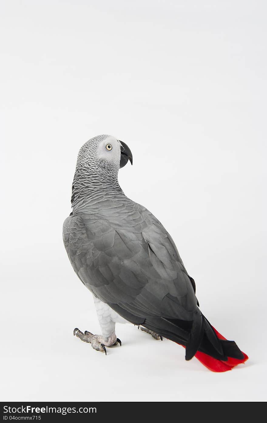 African Grey Parrot