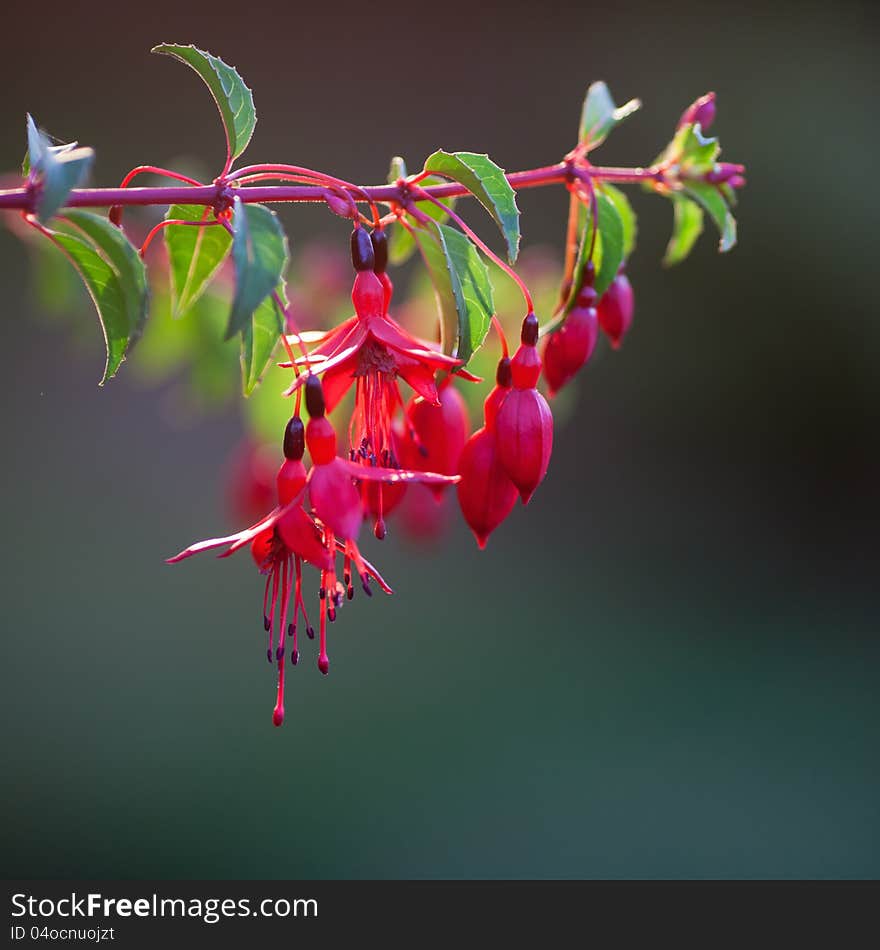 Sunlit fuchsia blossoms hanging like bells from a branch. Sunlit fuchsia blossoms hanging like bells from a branch