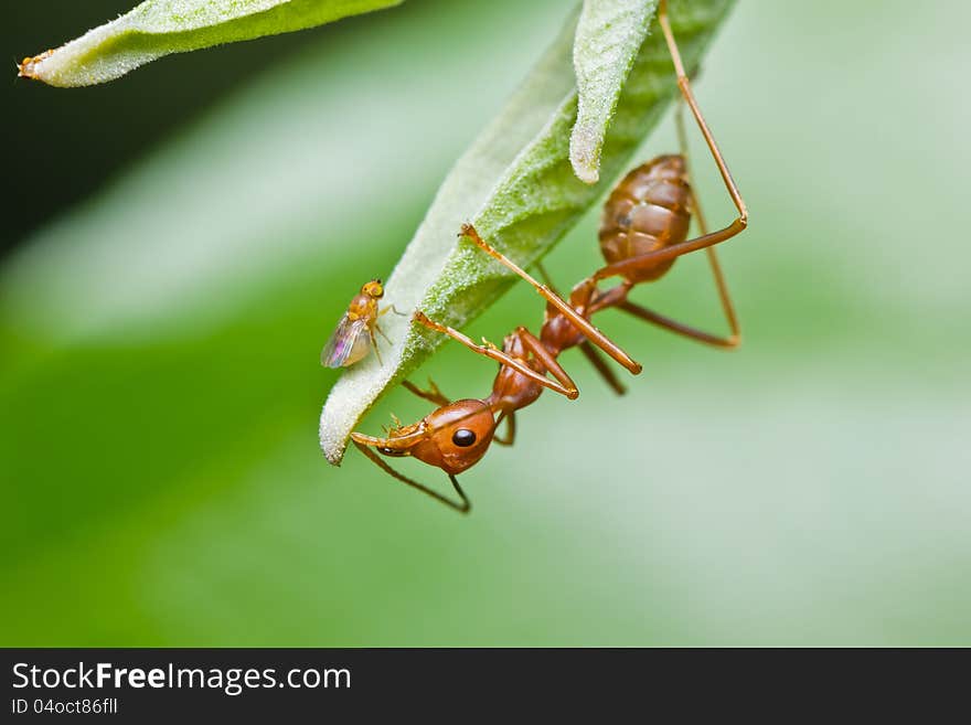 Red ant and aphid on green leaf