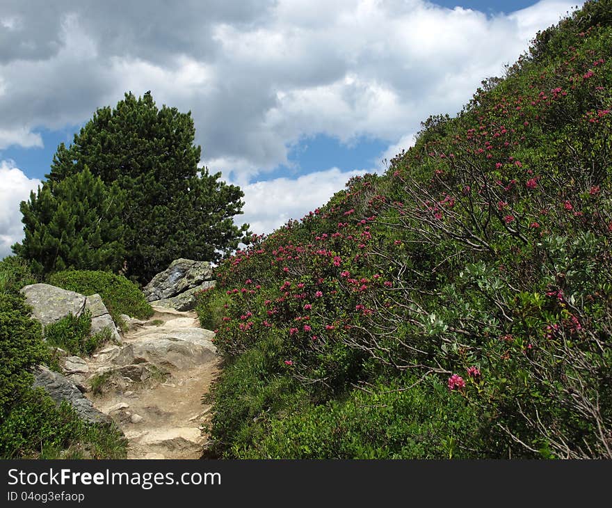 Alpenrosen, wildflowers of the Rhododendron family.