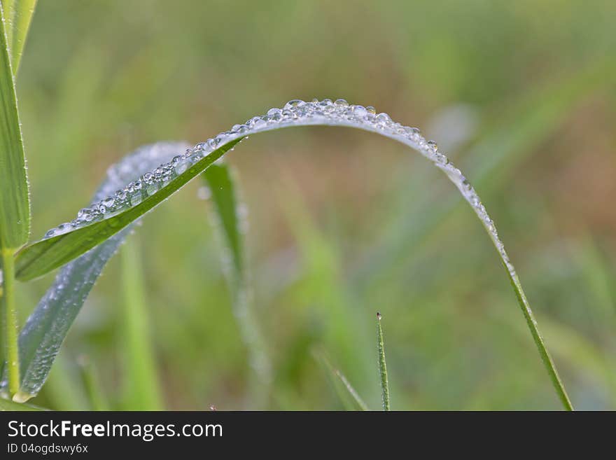 Grass & Dews