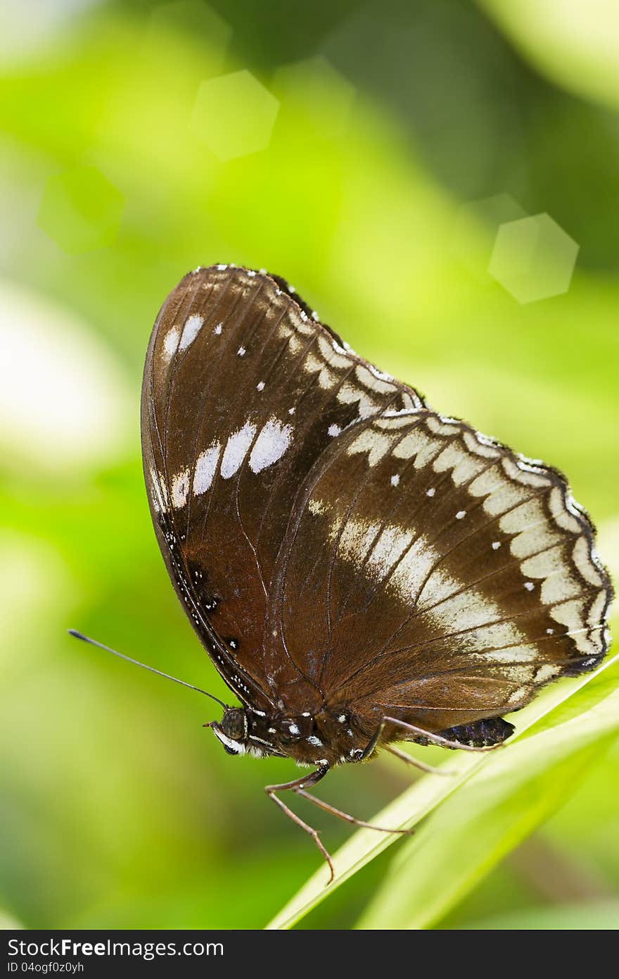 Closeup butterfly on green leaf