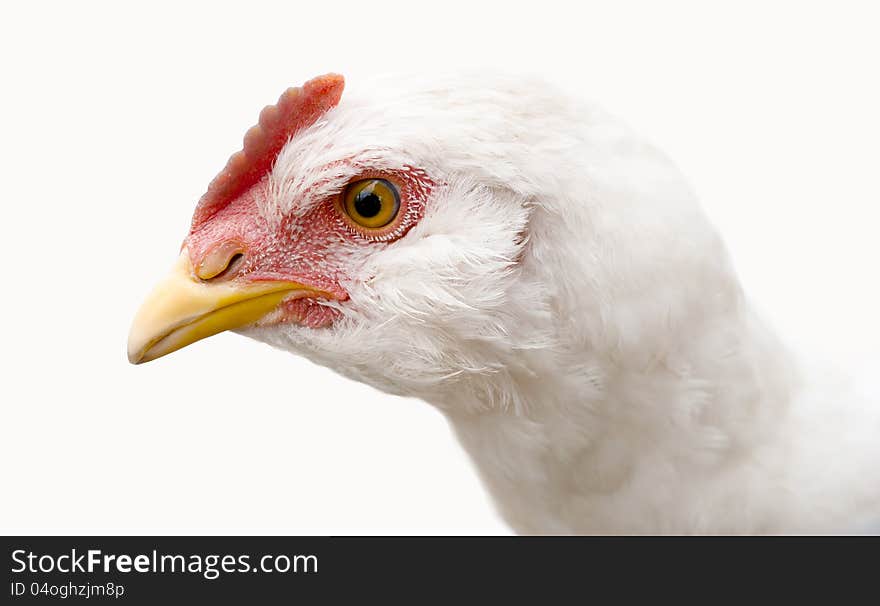 Image of white hen on a white background. Image of white hen on a white background