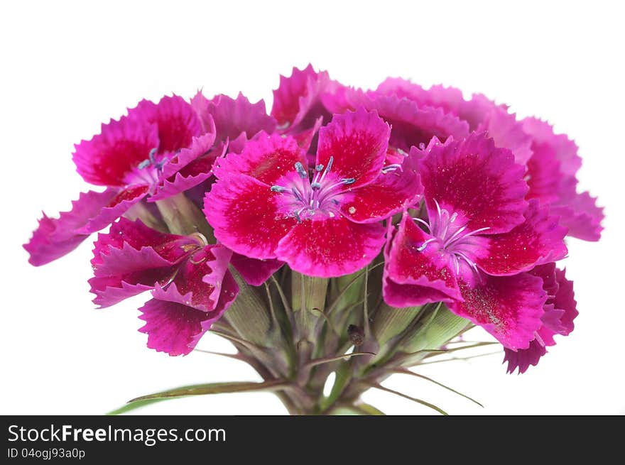 A cluster of beautiful pink Sweet William (dianthus barbatus) flowers on a white background. A cluster of beautiful pink Sweet William (dianthus barbatus) flowers on a white background