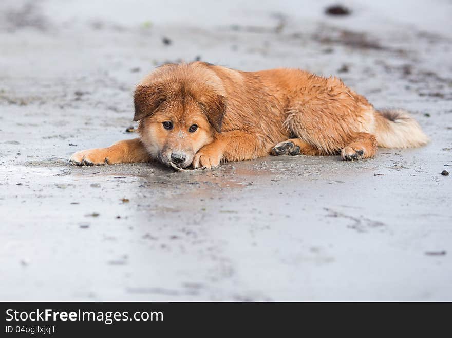 Cute Elo puppy lies at the beach