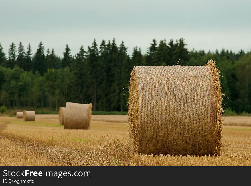 A common view on the countryside at the end of the summer. Picture taken in Western Finland. A common view on the countryside at the end of the summer. Picture taken in Western Finland.