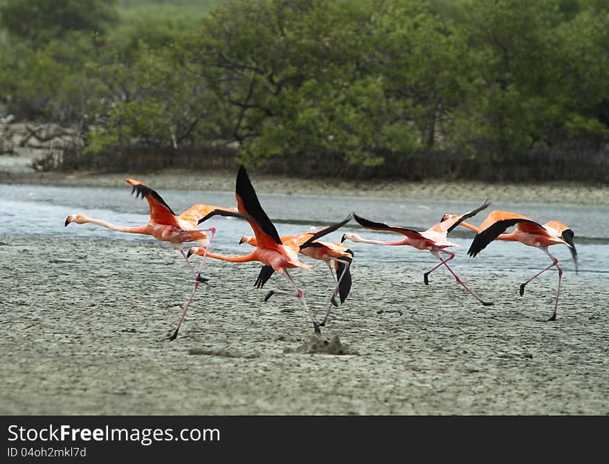 Flamingo taking off.