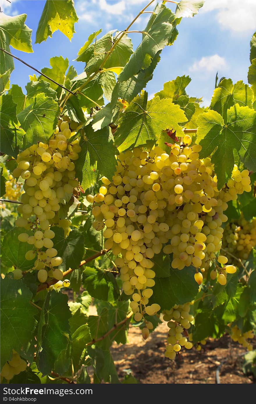 Ripe juicy green grapes