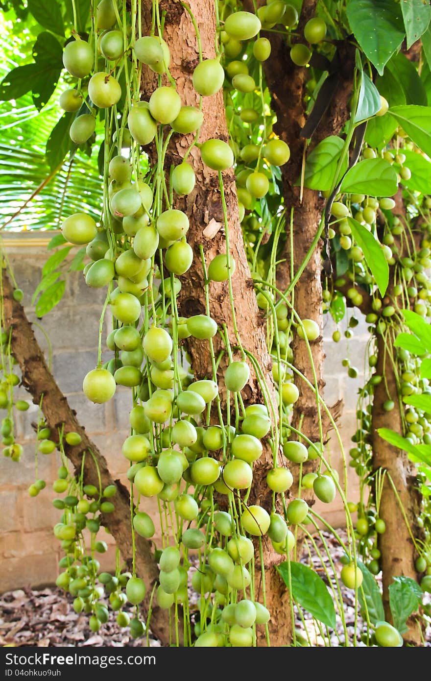 Green Burmese grape