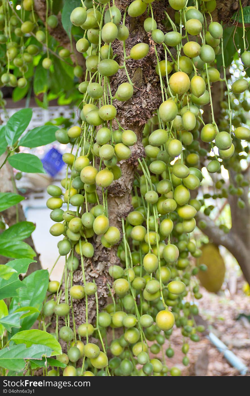 Green Burmese grape