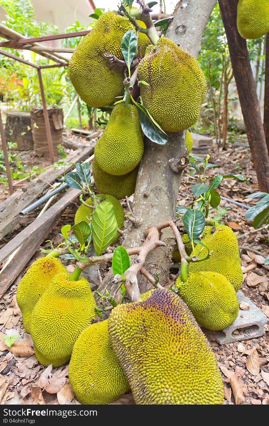 Jackfruit on the tree