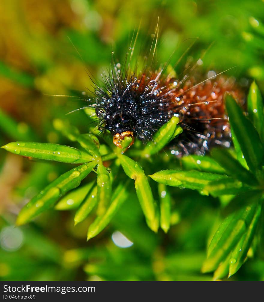 Close  up of hairy caterpillar on evergreen plant after a rain shower