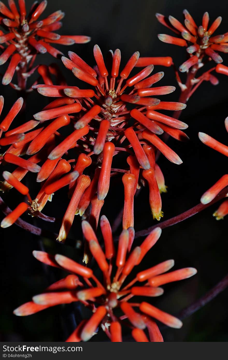 Aloe striata flower