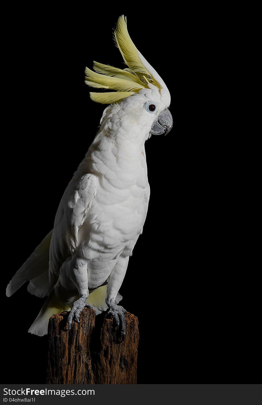 Sulphur Crested Cockatoo